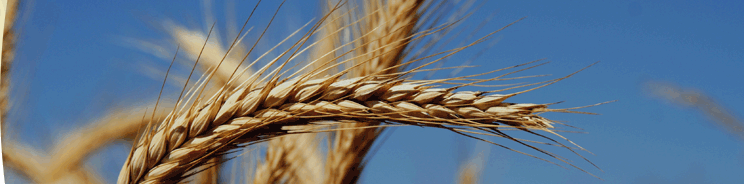 corn trade, agricultural trade, organic corn, seeds and fertiliser - corn Bergmann - the green department store